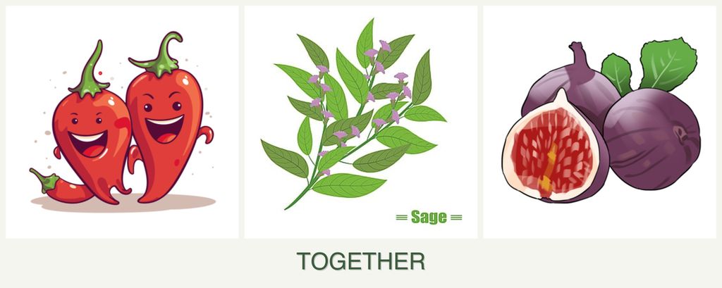 Can you plant peppers, sage and figs together?