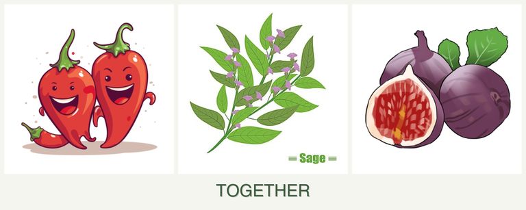 Can you plant peppers, sage and figs together?