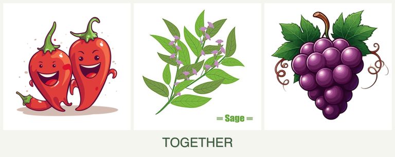 Can you plant peppers, sage and grapes together?