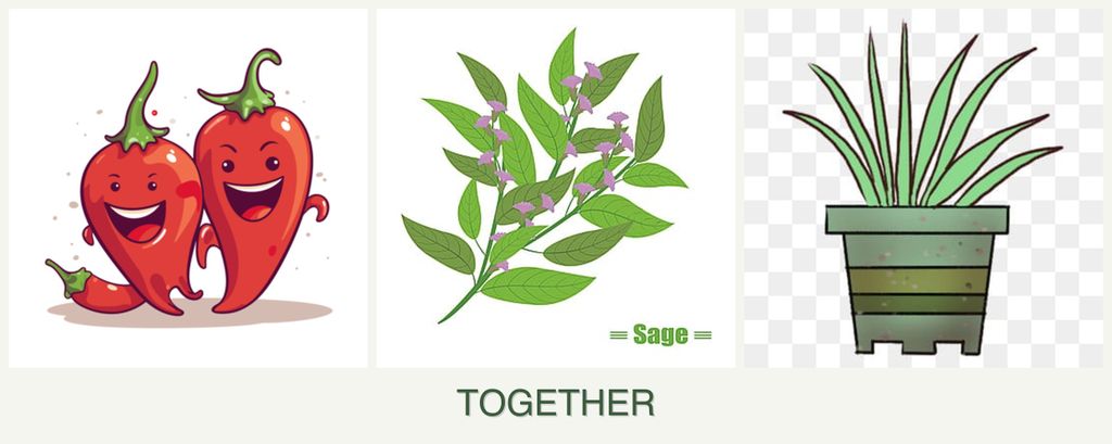 Can you plant peppers, sage and lemongrass together?