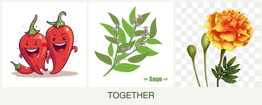 Can you plant peppers, sage and marigolds together?
