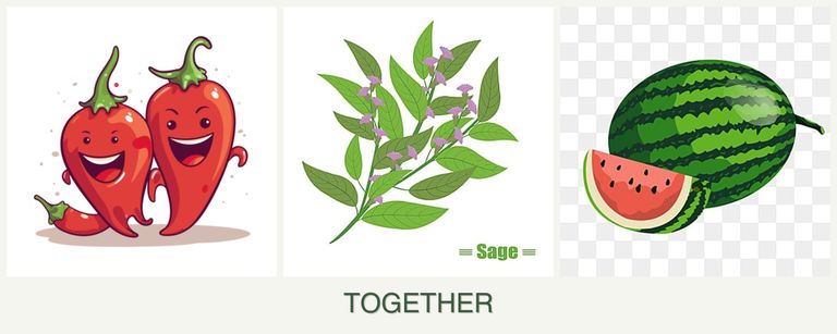 Can you plant peppers, sage and melons together?