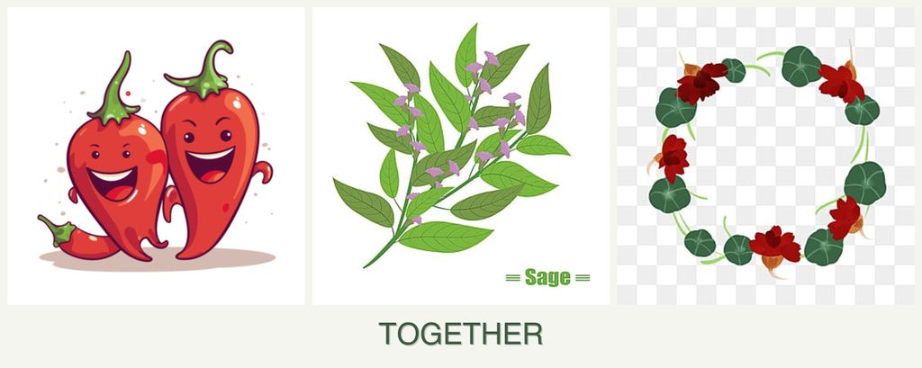 Can you plant peppers, sage and nasturtiums together?