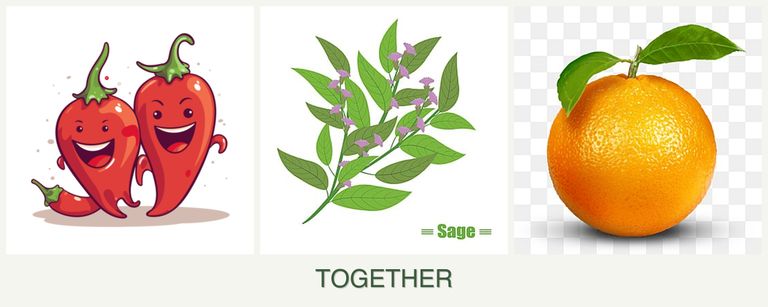Can you plant peppers, sage and oranges together?