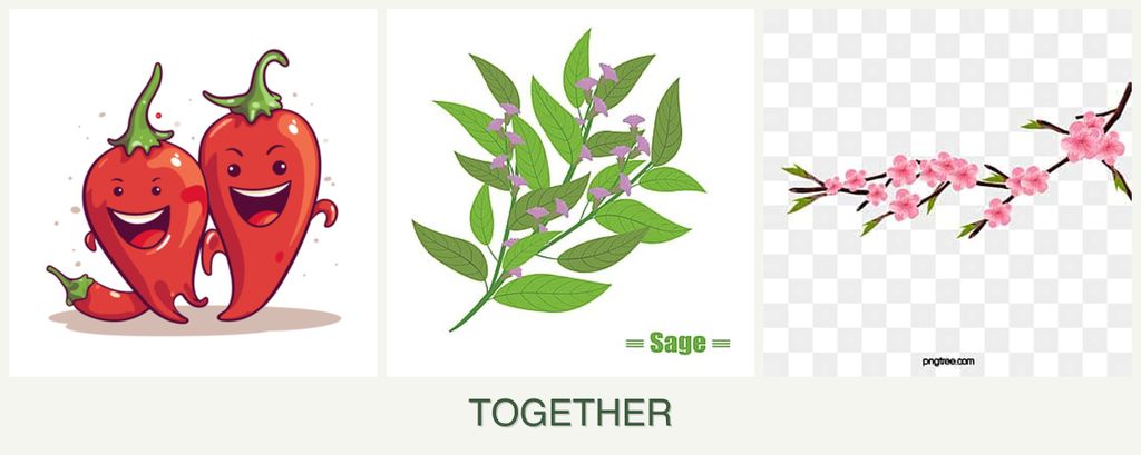 Can you plant peppers, sage and peaches together?