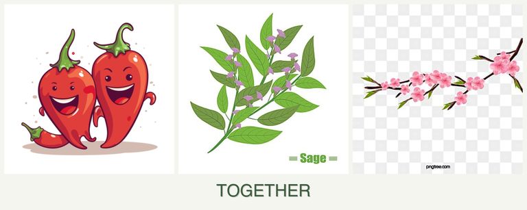 Can you plant peppers, sage and peaches together?