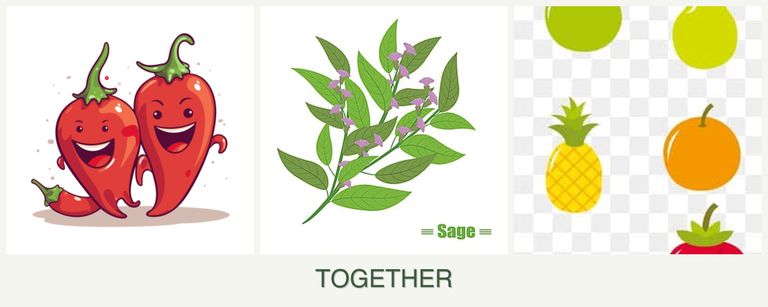 Can you plant peppers, sage and pears together?