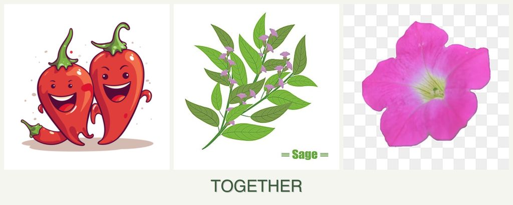 Can you plant peppers, sage and petunias together?