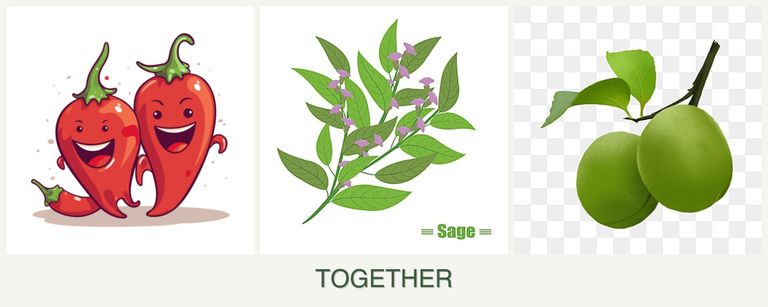 Can you plant peppers, sage and plums together?