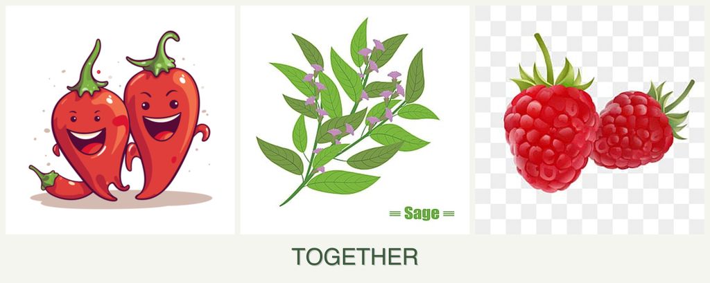Can you plant peppers, sage and raspberries together?