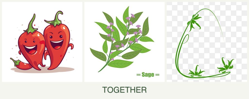 Can you plant peppers, sage and tarragon together?