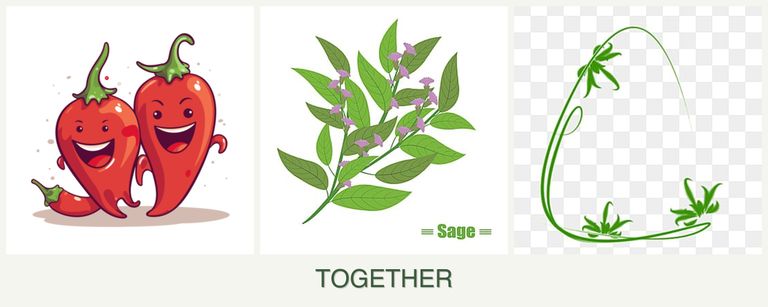 Can you plant peppers, sage and tarragon together?
