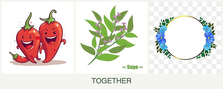 Can you plant peppers, sage and zinnias together?