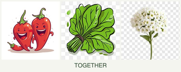 Can you plant peppers, spinach and alyssum together?