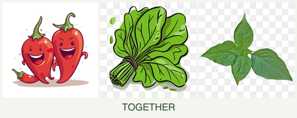 Can you plant peppers, spinach and basil together?