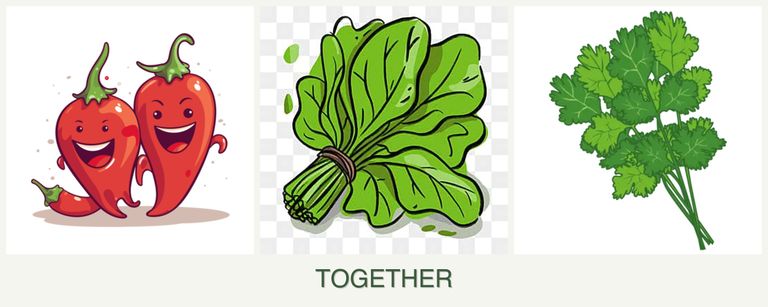 Can you plant peppers, spinach and cilantro together?