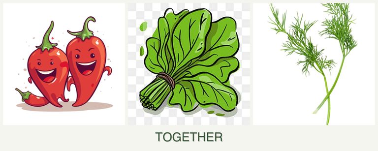 Can you plant peppers, spinach and dill together?