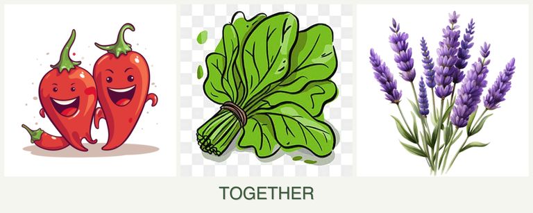 Can you plant peppers, spinach and lavender together?