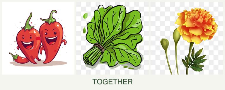 Can you plant peppers, spinach and marigolds together?