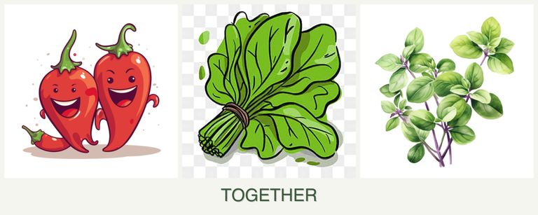 Can you plant peppers, spinach and oregano together?