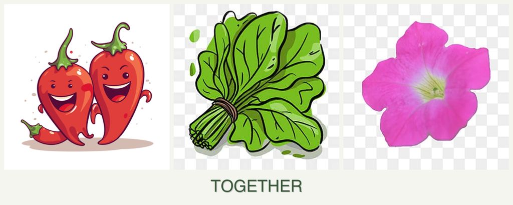 Can you plant peppers, spinach and petunias together?