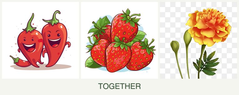Can you plant peppers, strawberries and marigolds together?