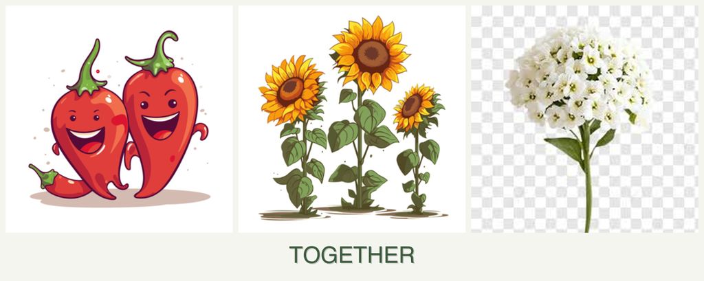 Can you plant peppers, sunflowers and alyssum together?