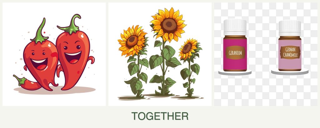 Can you plant peppers, sunflowers and geraniums together?