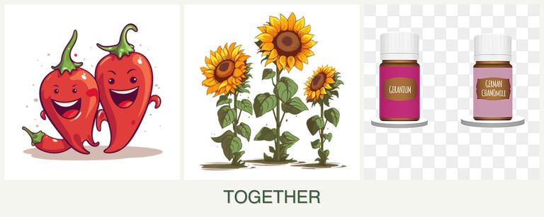 Can you plant peppers, sunflowers and geraniums together?