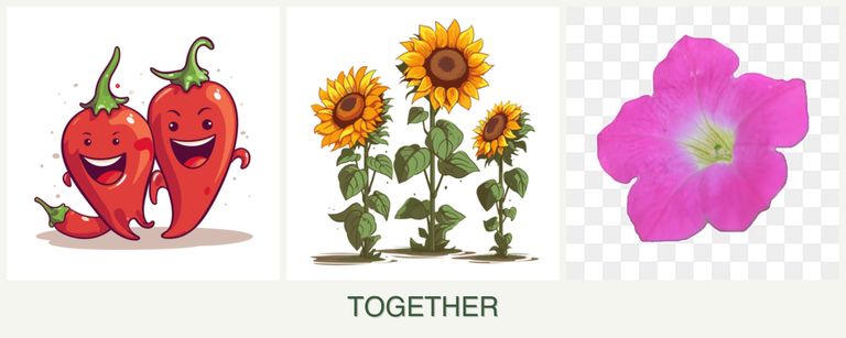Can you plant peppers, sunflowers and petunias together?