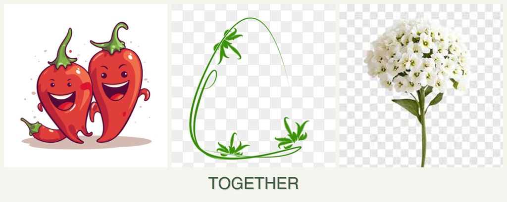 Can you plant peppers, tarragon and alyssum together?