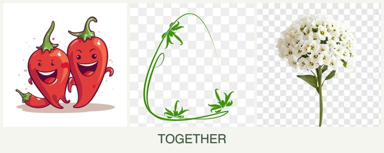 Can you plant peppers, tarragon and alyssum together?