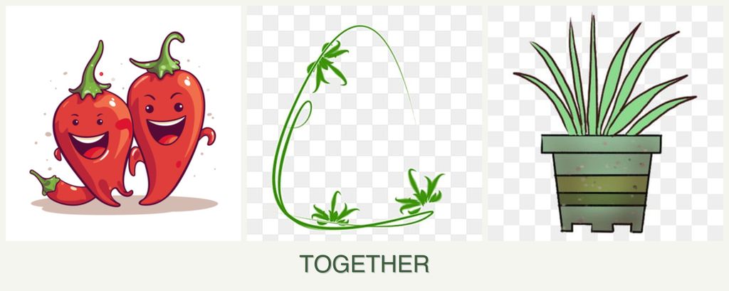 Can you plant peppers, tarragon and lemongrass together?