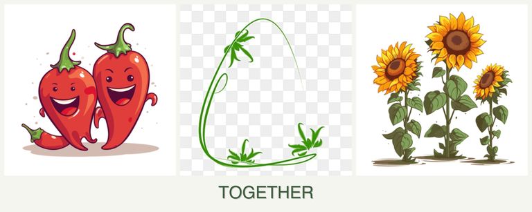 Can you plant peppers, tarragon and sunflowers together?