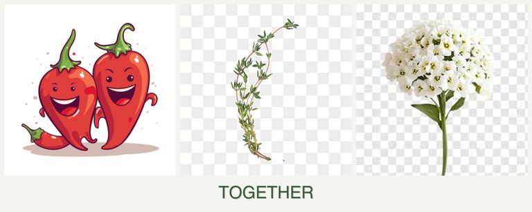 Can you plant peppers, thyme and alyssum together?