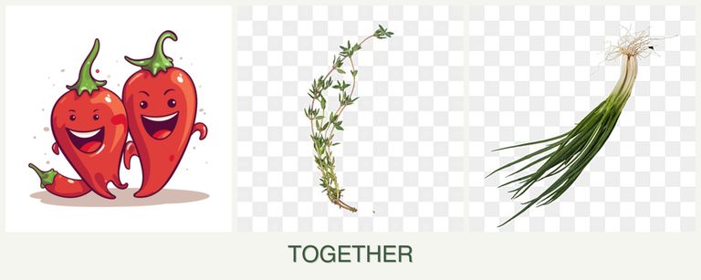 Can you plant peppers, thyme and chives together?