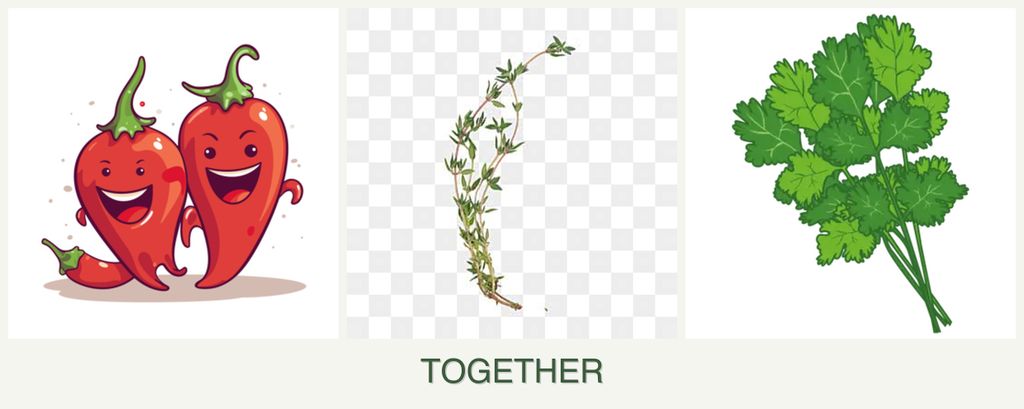 Can you plant peppers, thyme and cilantro together?