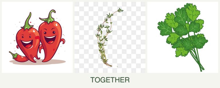 Can you plant peppers, thyme and cilantro together?