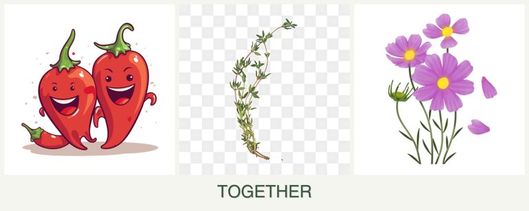 Can you plant peppers, thyme and cosmos together?