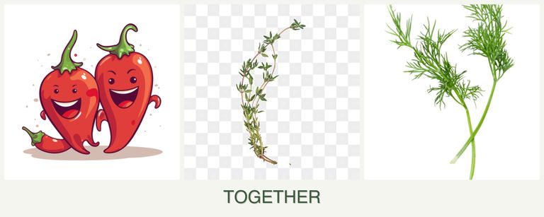 Can you plant peppers, thyme and dill together?