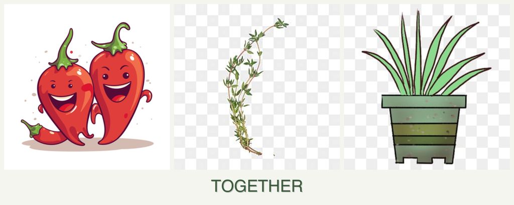 Can you plant peppers, thyme and lemongrass together?