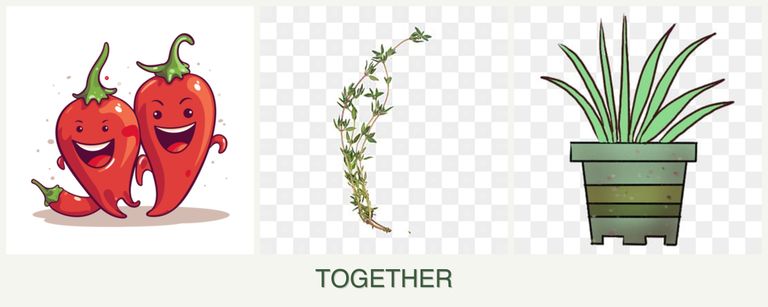Can you plant peppers, thyme and lemongrass together?