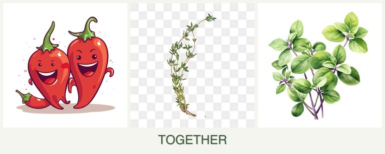 Can you plant peppers, thyme and oregano together?