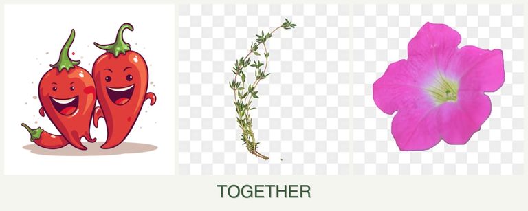 Can you plant peppers, thyme and petunias together?
