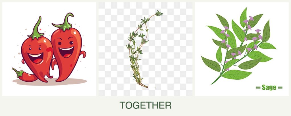 Can you plant peppers, thyme and sage together?