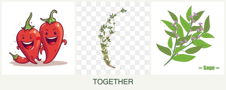 Can you plant peppers, thyme and sage together?