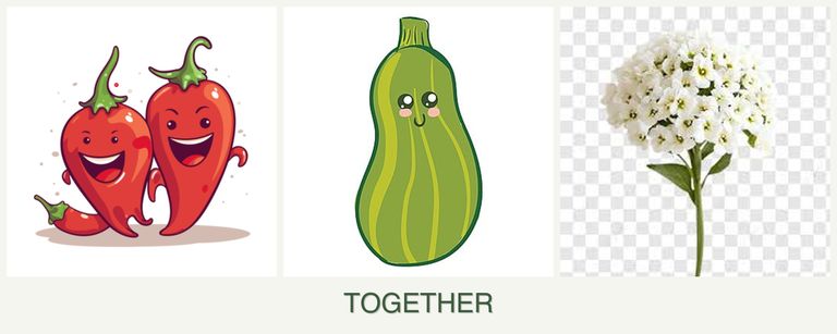 Can you plant peppers, zucchini and alyssum together?