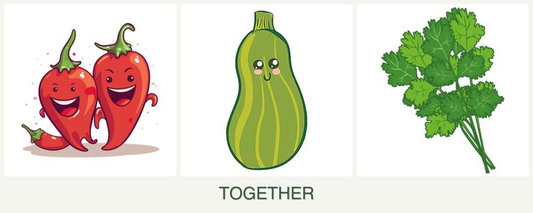 Can you plant peppers, zucchini and cilantro together?