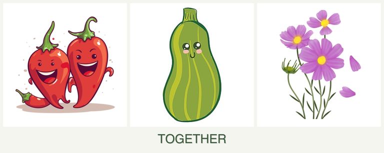 Can you plant peppers, zucchini and cosmos together?