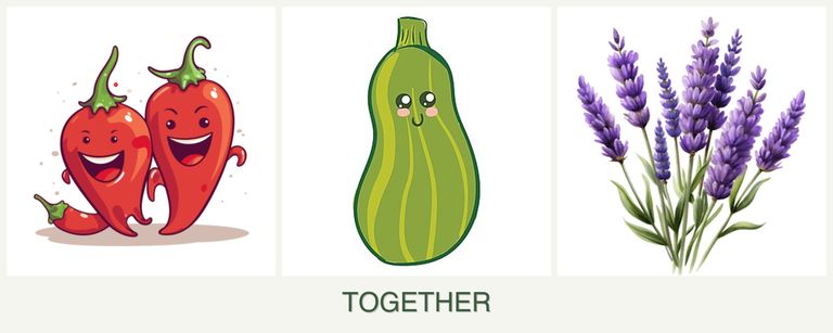 Can you plant peppers, zucchini and lavender together?